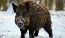 浙江野猪最新爆料视频,揭秘神秘生物的真实面貌