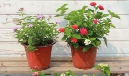 武汉房东最新爆料视频,揭秘楼市真相与租客困境